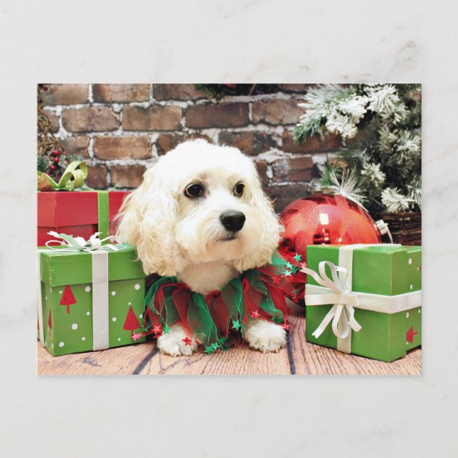 Christmas - Bichon Frise X - Bella Holiday Postcard (Front)