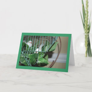 Christmas Birds Holiday Card