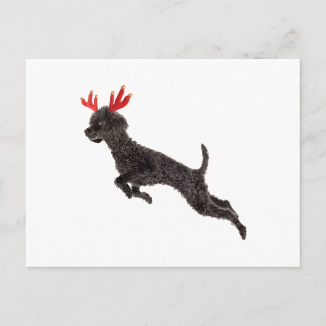 Christmas Black Toy Poodle Dog Reindeer Antlers Holiday Postcard (Front)