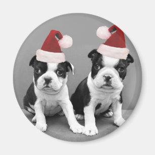 Christmas Boston Terriers Magnet