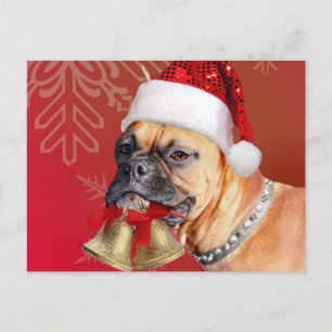 Christmas Boxer dog Holiday Postcard