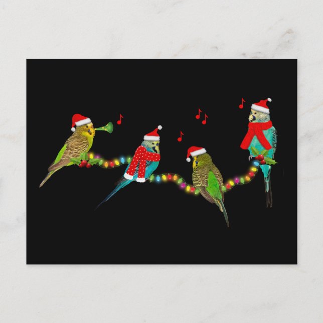 Christmas Budgie Frenzy Postcard (Front)