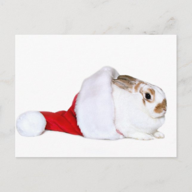 Christmas bunny holiday postcard (Front)