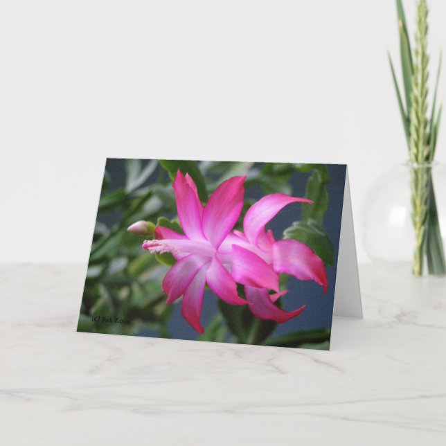 Christmas Cactus #01 Holiday Card (Front)