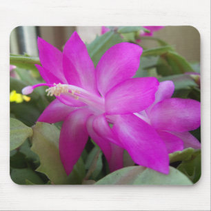 Christmas cactus bloom mouse pad