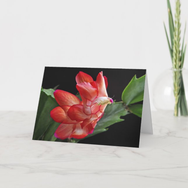 Christmas Cactus Blossom Holiday Card (Front)
