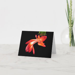 Christmas Cactus Blossom Holiday Card