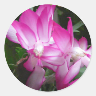 Christmas Cactus Flowers Sticker