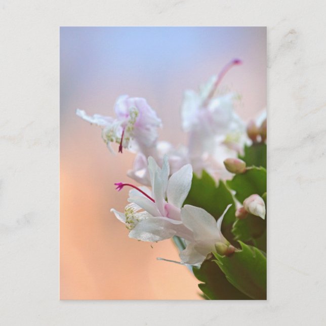 Christmas Cactus Holiday Postcard (Front)