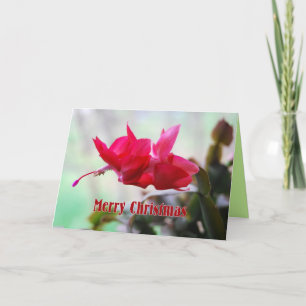 Christmas Cactus Merry Christmas Holiday Card