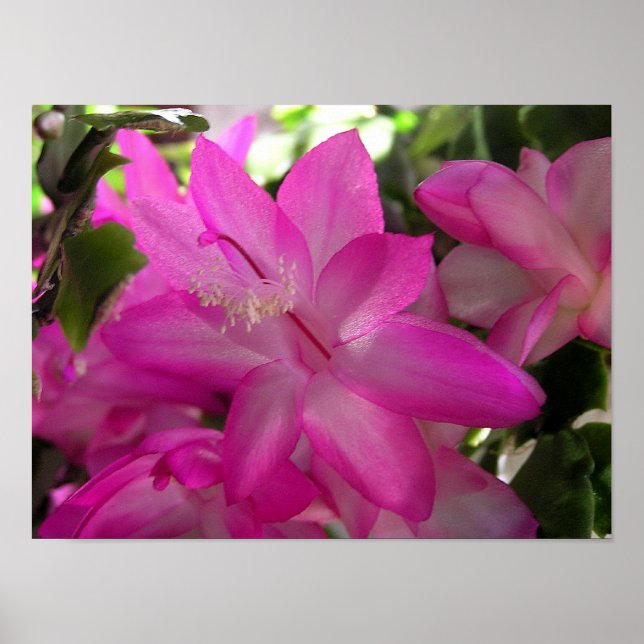 Christmas Cactus Photo Poster/Print Poster (Front)