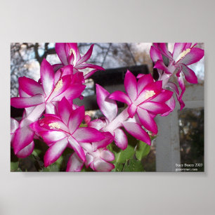 Christmas Cactus Poster
