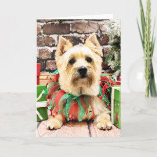 Christmas - Cairn Terrier - Lola Holiday Card