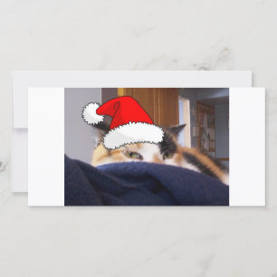 Christmas Calico Cat Holiday Card