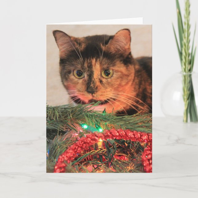 Christmas Calico, Cat likes lights! blank notes (Front)