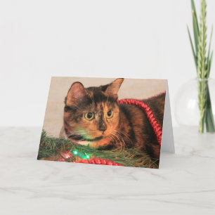 Christmas Calico, Cat likes lights! blank notes