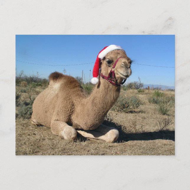 Christmas camel postcard (Front)
