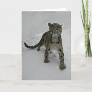 Christmas card - Clouded Leopard