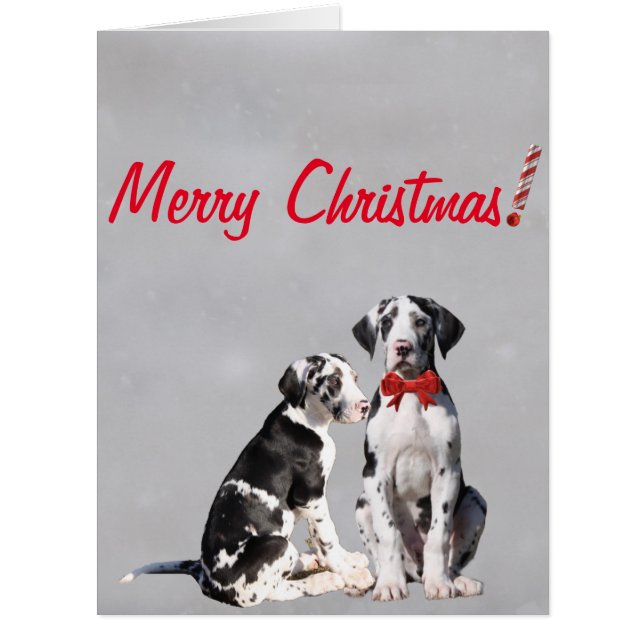 Christmas Card Great Great Danes (Front)