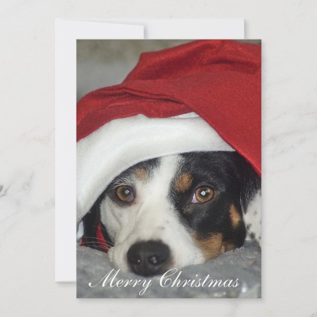Christmas card picture of dog. (Front)