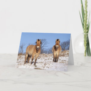 Christmas card - Przewalski horse 2