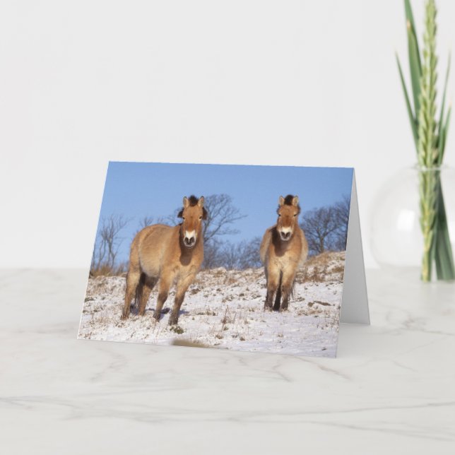 Christmas card - Przewalski horse 2 (Front)