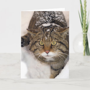 Christmas card - Scottish Wildcat