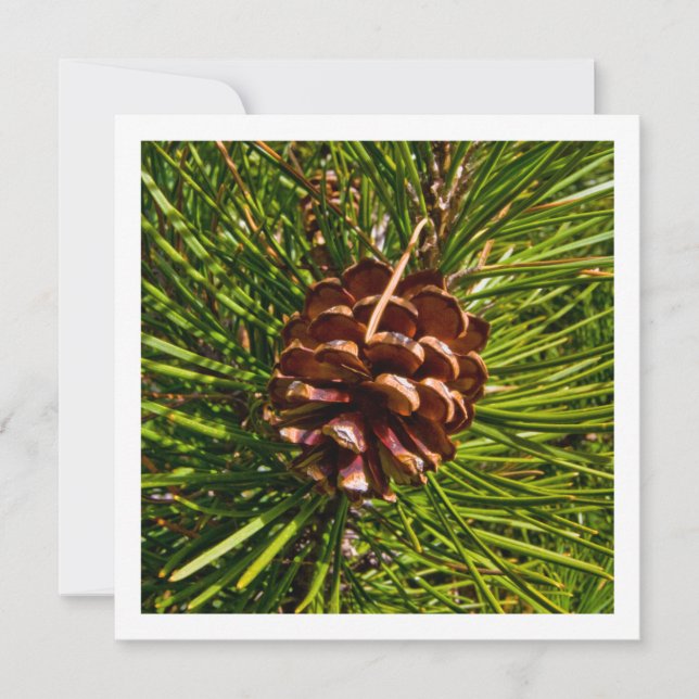 Christmas Card Square Panel Pine Cone Photo (Front)