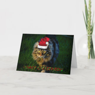 Christmas card xmas Christmas animal kitty cat