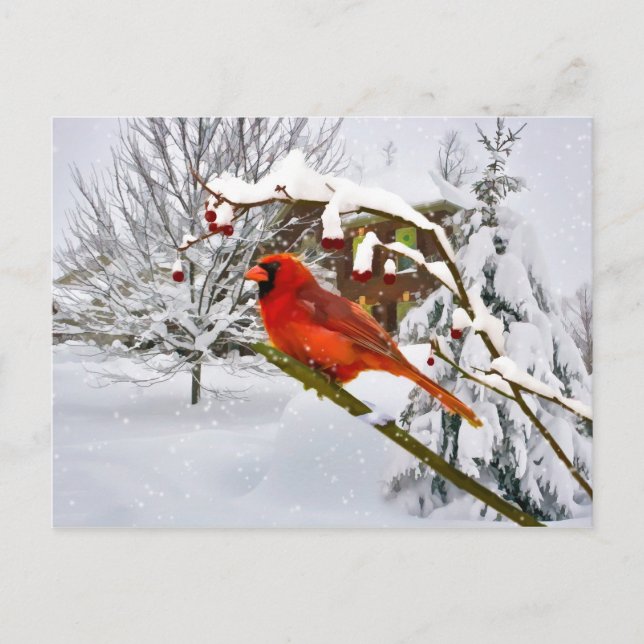 Christmas,  Cardinal Bird, Snow, Postcard (Front)