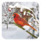 Christmas,  Cardinal Bird, Snow, Sticker