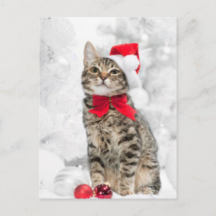 Christmas Cat At Red Santa's Hat Near Christmas Holiday Postcard