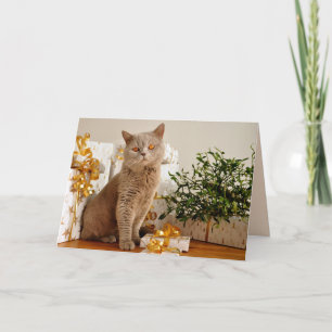 christmas cat greeting card