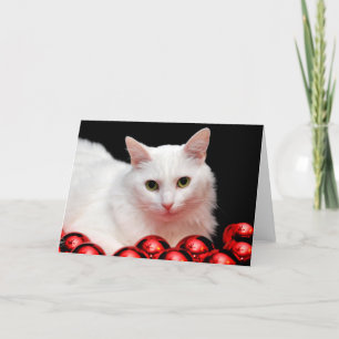 Christmas Cat Holiday Card