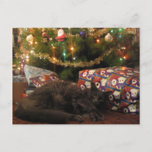 Christmas Cat Holiday Postcard