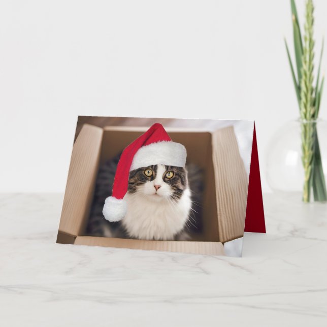Christmas Cat in Cardboard Box  Card (Front)