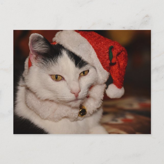 Christmas cat postcard (Front)