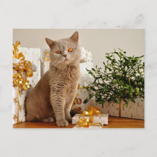 christmas cat postcard