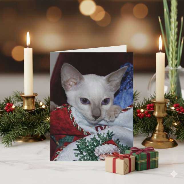 Christmas Cat - Siamese Lilac Point in Stocking Holiday Card (Creator Uploaded)