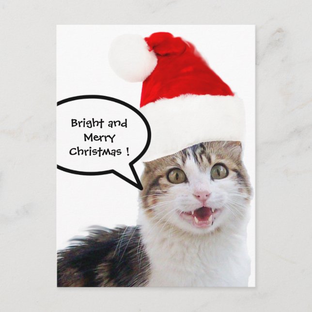 CHRISTMAS CAT WITH SANTA CLAUS HAT HOLIDAY POSTCARD (Front)