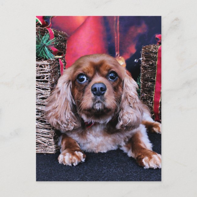 Christmas - Cavalier - Cooper Holiday Postcard (Front)