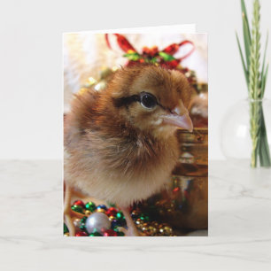 Christmas Chick Holiday Card