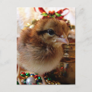 Christmas Chick Holiday Postcard