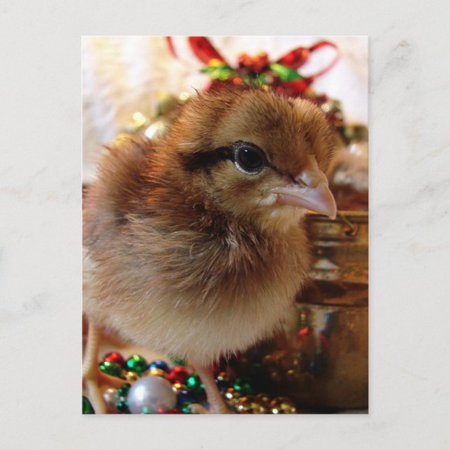 Christmas Chick Holiday Postcard (Front)