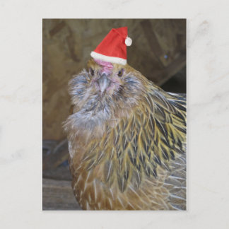 Christmas Chicken Holiday Postcard