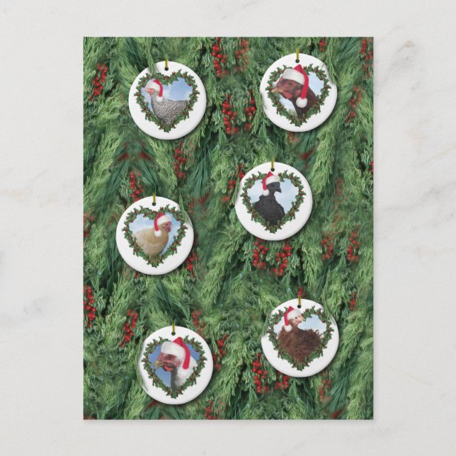 Christmas Chickens Postcard (Front)