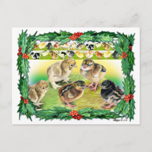 Christmas Chicks Holiday Postcard