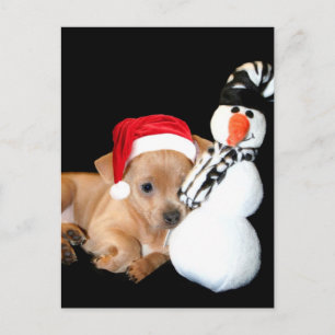 Christmas Chihuahua puppy postcard
