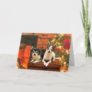 Christmas Chihuahua’s Holiday Card