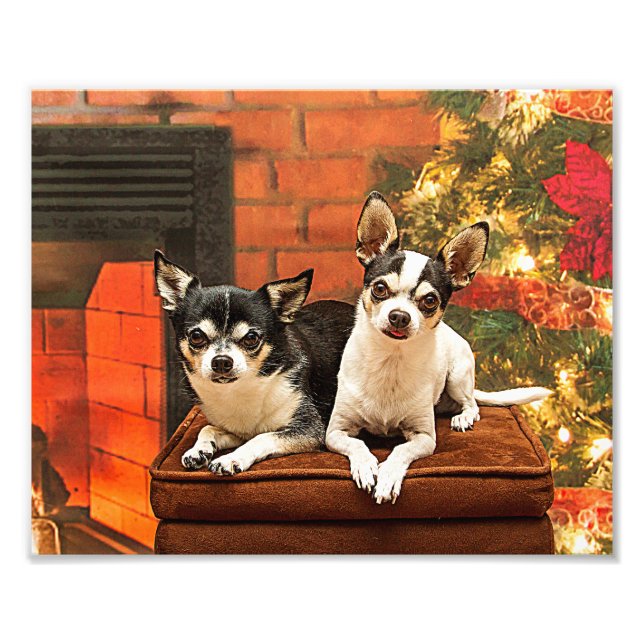 Christmas Chihuahua’s Photo Print (Front)